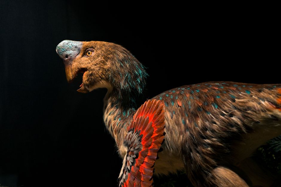 Naturalis, Leiden foto voor Naturalis bezoeken met kinderen