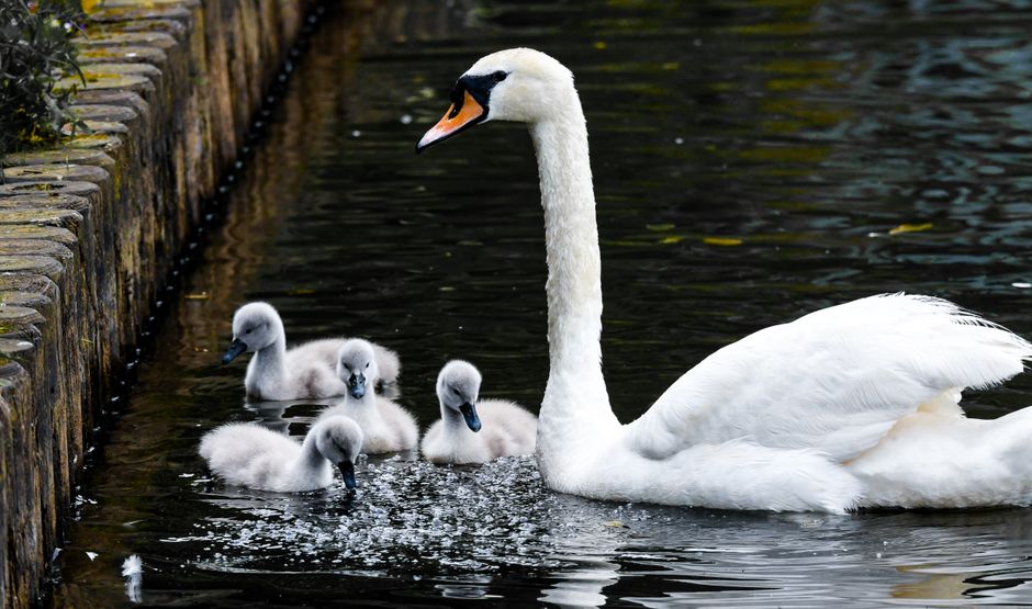 familie uitje, Leiden foto voor Een dagje uit met het gezin in Leiden